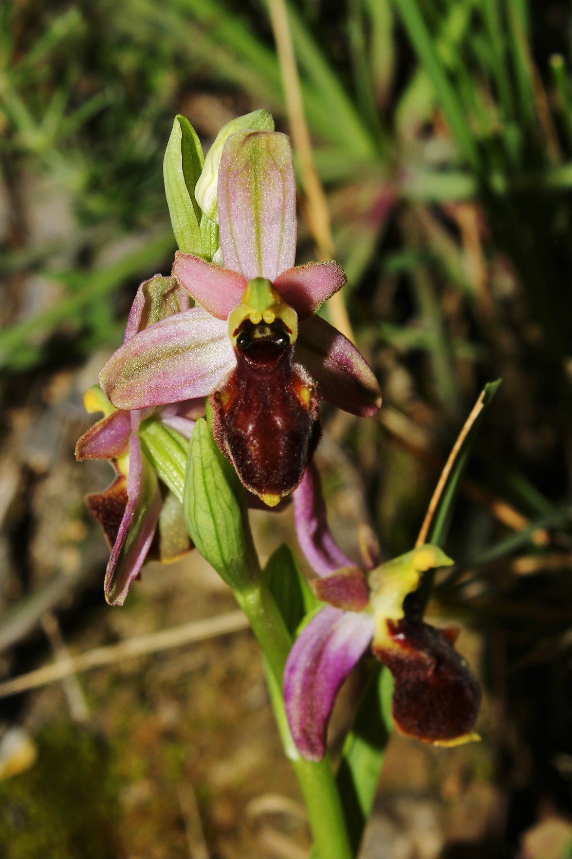 Ophrys exaltata subsp. montis-leonis - variabilit